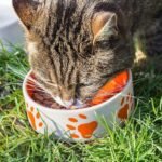 Pet Food Products